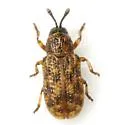 Brachycoryna melsheimeri