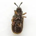 Brachycoryna melsheimeri - photo 2