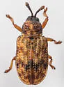 Brachycoryna melsheimeri - photo 3