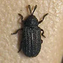 Brachycoryna montana