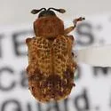 Brachycoryna pumila