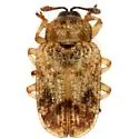 Brachycoryna pumila - photo 2