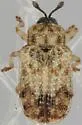 Brachycoryna pumila - photo 3