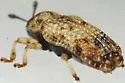 Brachycoryna pumila - photo 4
