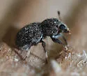 Brachycorynus hirsutus - photo 2
