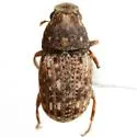 Brachycorynus rectus