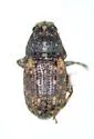 Brachycorynus rectus - photo 2