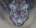 Brachycorynus rectus - photo 3