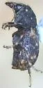 Brachycorynus rectus - photo 4