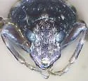 Brachycorynus rectus - photo 5