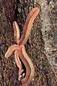 Brachycybe lecontii