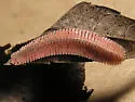 Brachycybe lecontii - photo 2