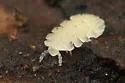 Brachycybe petasata - photo 2