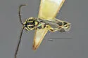 Brachycyrtus ornatus
