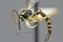 Brachycyrtus ornatus - photo 2