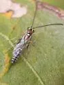 Brachycyrtus pretiosus