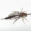 Brachycyrtus pretiosus - photo 2