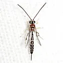 Brachycyrtus pretiosus - photo 4