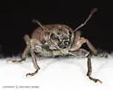 Grey Pine Weevil - Brachyderes incanus