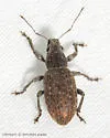 Grey Pine Weevil - photo 2