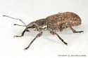 Grey Pine Weevil - photo 3