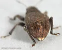 Grey Pine Weevil - photo 4