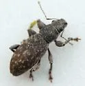 Grey Pine Weevil - photo 5