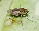 Brachydeutera longipes