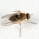 Brachydeutera longipes - photo 2