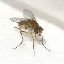 Brachydeutera longipes - photo 3