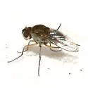 Brachydeutera longipes - photo 4