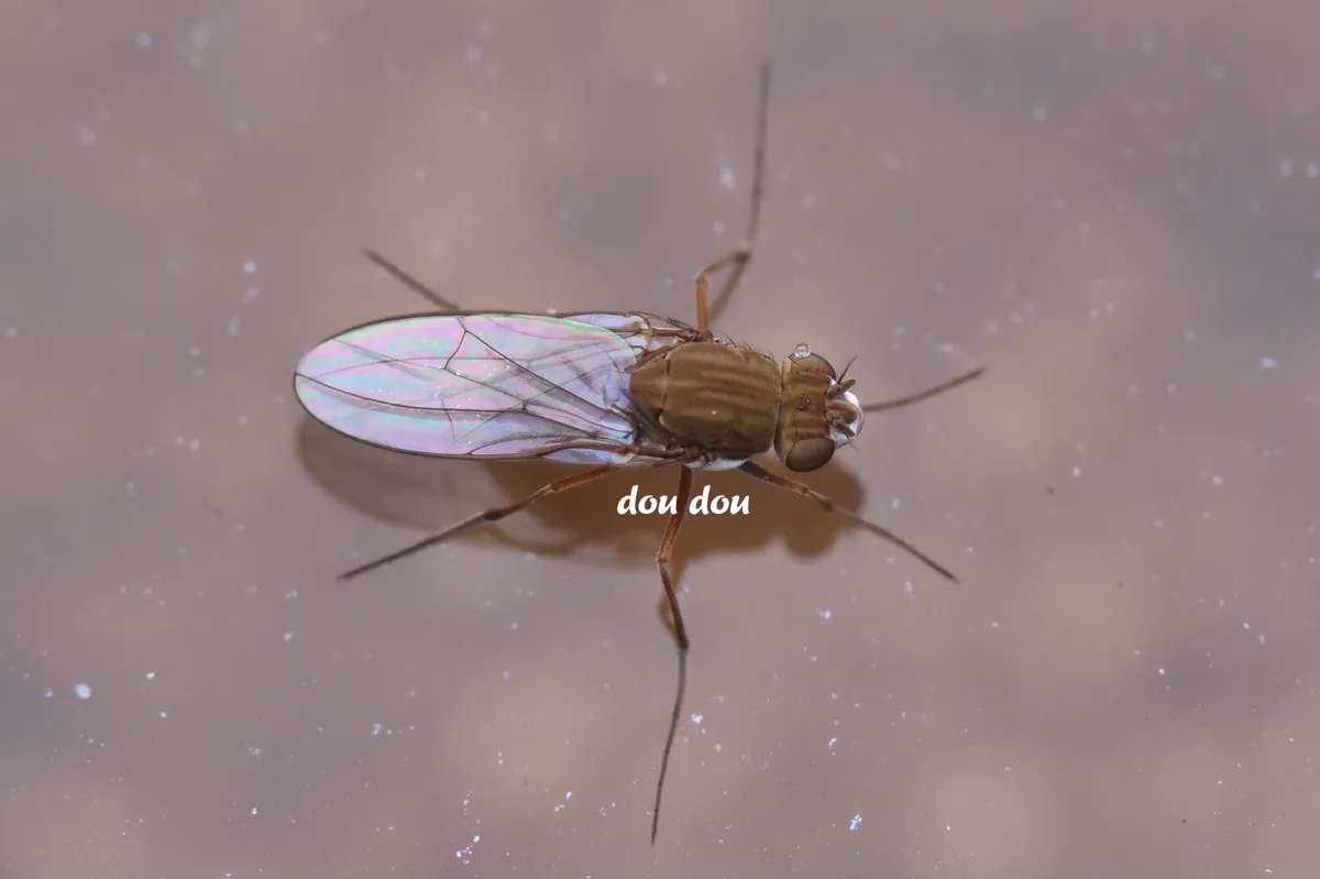 Brachydeutera meridionalis - photo 3