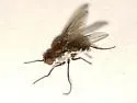 Brachydeutera neotropica
