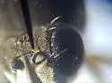 Brachydeutera neotropica - photo 4