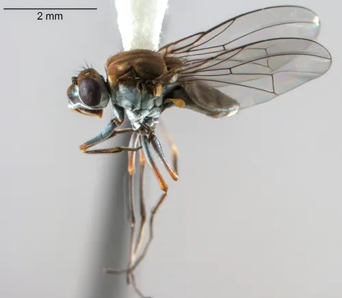 Brachydeutera sturtevanti - photo 2