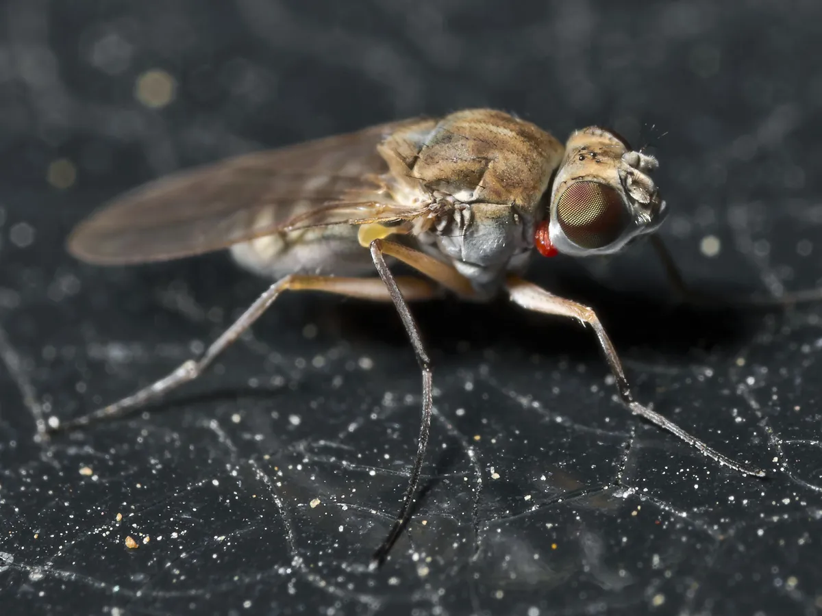 Brachydeutera sydneyensis - photo 3