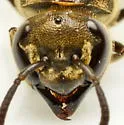 Mexican Honey Wasp - photo 3