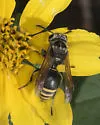 Mexican Honey Wasp - photo 4