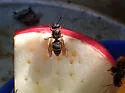 Mexican Honey Wasp - photo 5