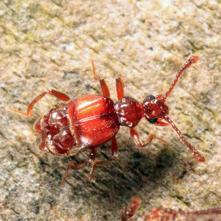 Brachygluta abdominalis - photo 2