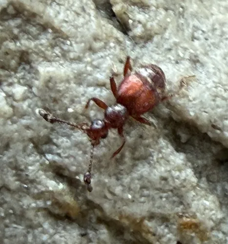 Brachygluta cavicornis
