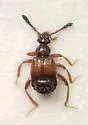 Brachygluta corniventris