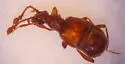 Brachygluta foveata