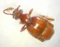 Brachygluta foveata - photo 3
