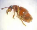 Brachygluta foveata - photo 5