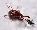 Brachygluta luniger
