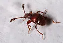 Brachygluta luniger - photo 2