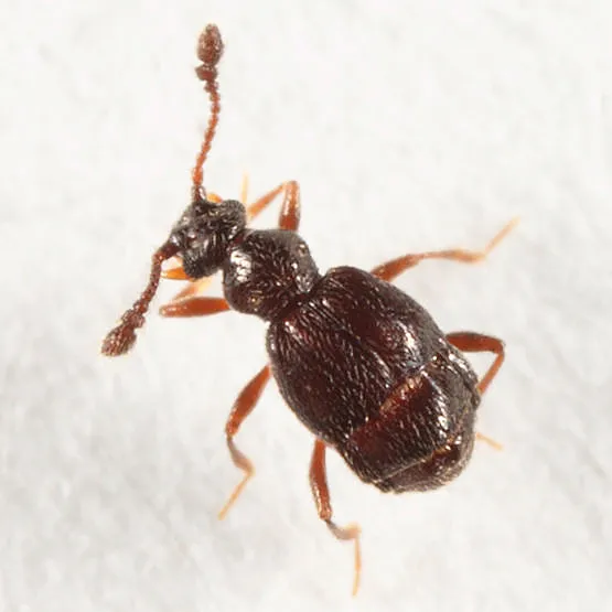 Brachygluta terebrata - photo 2