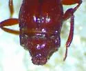 Brachygluta ulkei - photo 2