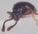 Brachygluta wickhami - photo 2